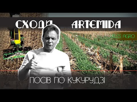 Видео: Сходи ячменю по кукурудзі // Artemida / експеримент