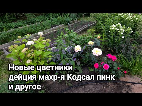 Видео: Новые цветники и многое другое