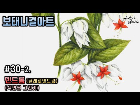 Видео: [Цветочный рисунок / Ботаническое искусство] № 30-2. Клеродендрум Цветной карандашный рисунок