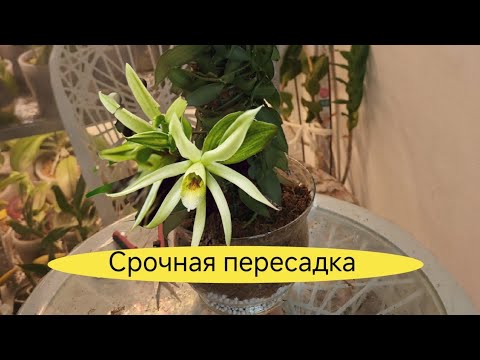 Видео: Срочно САЖАЮ ТАК орхидею без корней и КОРНИ Нарастут в МИГ/ орхидея ваниль