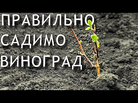 Видео: Перевірений спосіб посадки виноградного куща весною. Більше 1000 кущів ми посадили саме ТАК