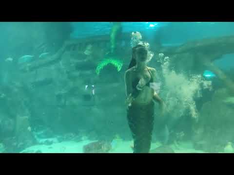 Видео: Sochi Discovery World Aquarium - большой Сочинский океанариум, русалки часть 1