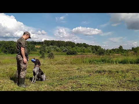 Видео: Как научить щенка апортировать! + Показываю результат!