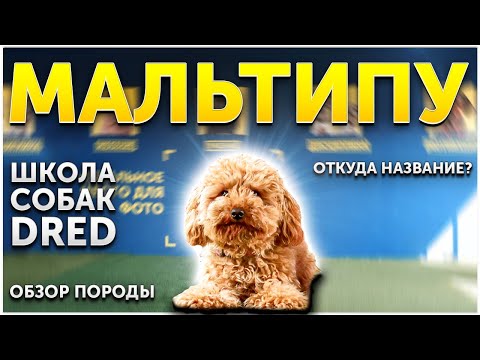 Видео: Обзор породы Мальтипу | Для кого подойдет такая собака | Гипоаллергенные собаки | Собаки до 5 кг