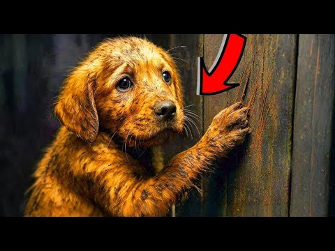 Видео: Щенок царапался в дверь заброшенного дома 7 дней. Когда соседи вошли внутрь, они упали на колени!