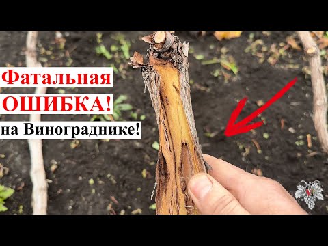 Видео: ФАТАЛЬНАЯ ОШИБКА на ВИНОГРАДНИКЕ, о Которой Я СОЖАЛЕЮ!