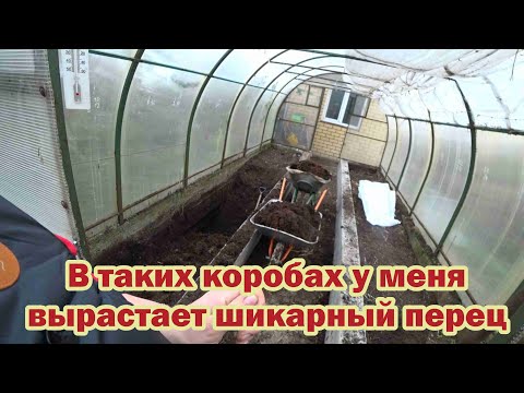 Видео: В таких коробах у меня вырастает шикарный перец