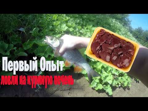 Видео: Почему Рыбаки Переходят на Куриную Печень для Ловли Голавля?