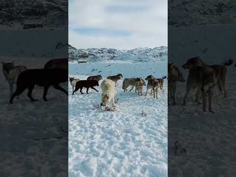 Видео: Алабай и Волки