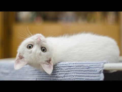 Видео: Сладкая музыка арфы, которую любят кошки 😽 Музыка для сна кошек, которая сразу же засыпает, как ...