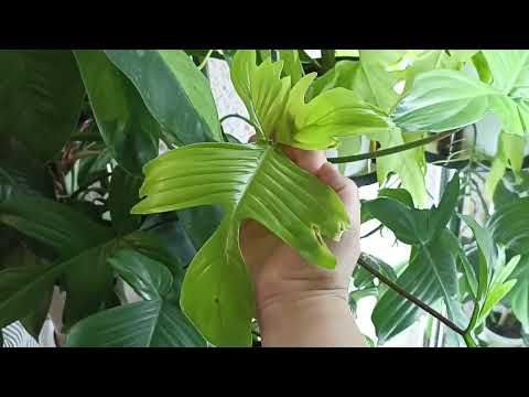 Видео: Излишки Почтой
