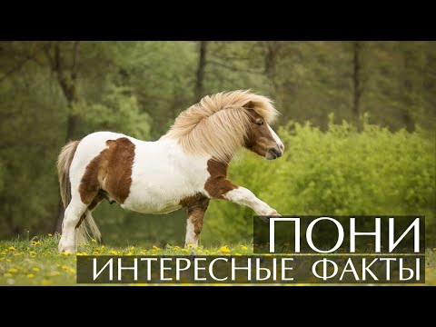 Видео: Пони - интересные факты