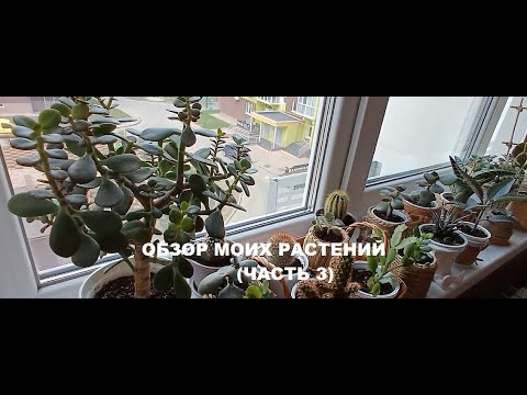 Видео: Обзор моей коллекции комнатных растений (Часть 3)