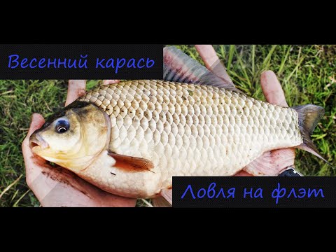 Видео: Ловля крупного карася на флэт метод весной.