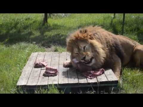 Видео: Уникальное кормление львов в "Тайган " парке.