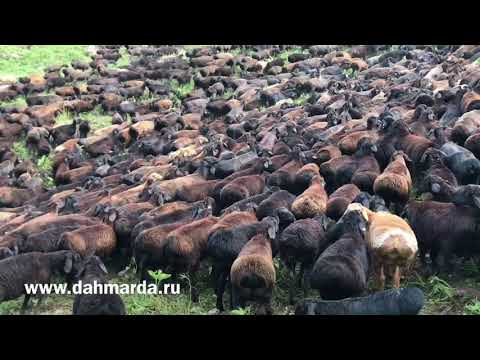 Видео: Настоящие гиссарские овцы, ягнята и ярочки