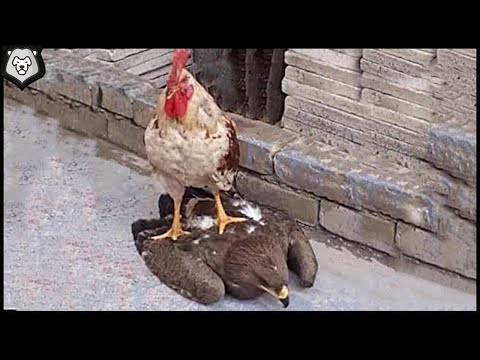 Видео: Петух Показал Орлу, Кто Здесь Главный