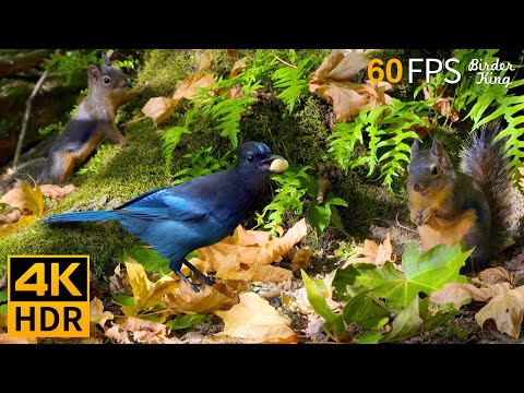 Видео: КОШКА ТВ 😺🐿️ Игривые птицы и белки осенью 🐦 8 часов (4K HDR)