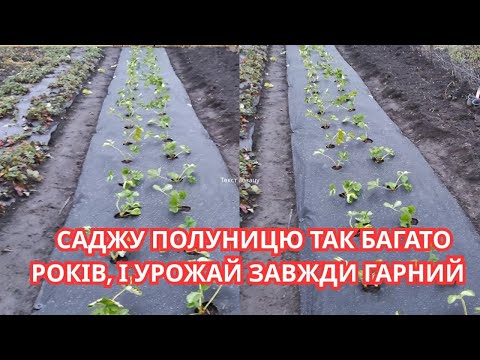 Видео: Що зробити, щоб урожай #полуниці відрами носити.