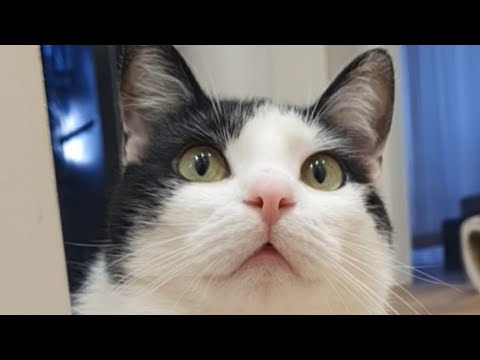 Видео: Черговий похід до ветеринара з Пончиком🐈🐈‍⬛