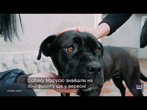 Видео: Собаку загиблого військового з Буковини забрала з фронту його родина