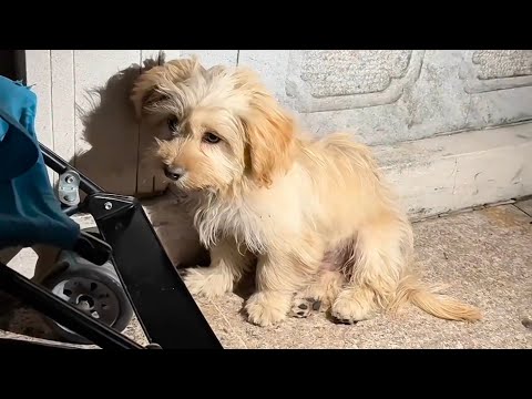 Видео: Одинокая собака несколько дней пряталась в углу, пока не пришла она