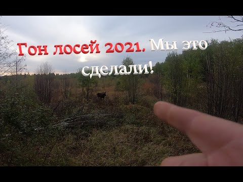 Видео: Гон лося 2021. Удачный выстрел...