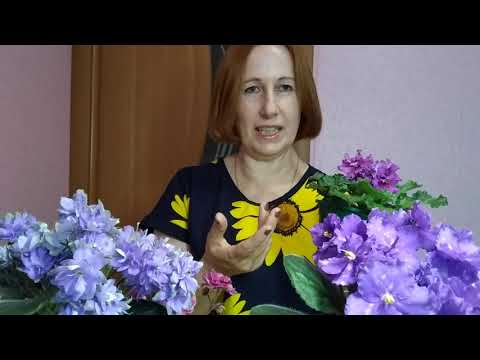 Видео: ФИАЛКИ новичкам, полив в холодное время