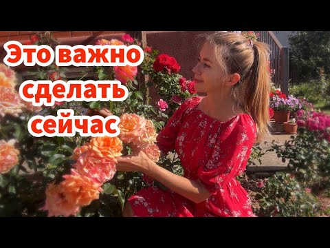 Видео: ЭТО ВАЖНО СДЕЛАТЬ С РОЗАМИ В СЕНТЯБРЕ. Ошибка, которую совершают многие и правильный осенний уход