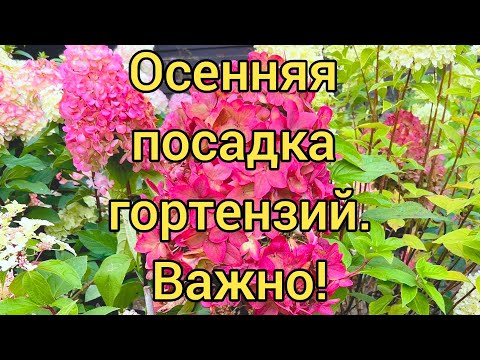 Видео: Как правильно посадить гортензию осенью⁉️Инструкция . Подробно