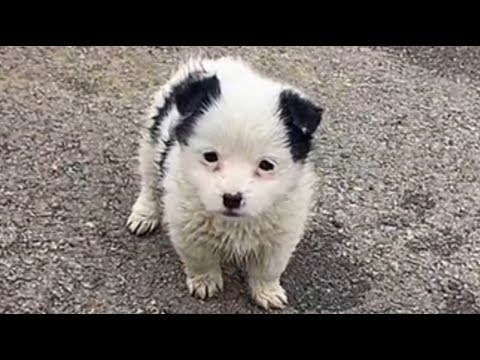 Видео: Год назад они были бездомными на помойке, а теперь они счастливые и уверенные в себе щенки! 🐶☀️