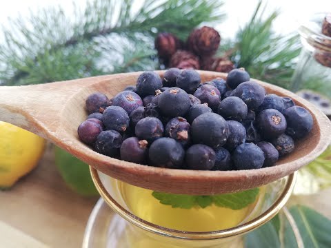 Видео: Самый полезный напиток для суставов. Чай с можжевельником. Можжевеловый чай. Ягоды можжевельника 