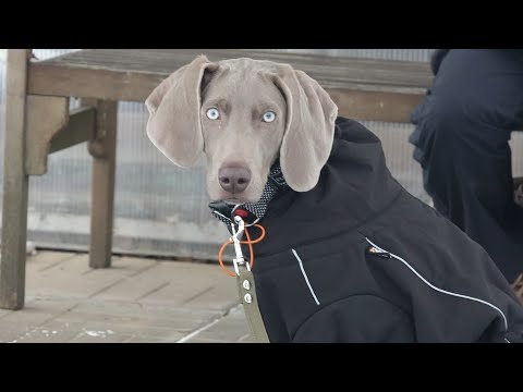 Видео: Догтренинг 474. Веймаранер- домосед. Лакомство - паста из пакетика за "сидеть" и "ко мне".