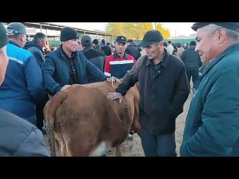 Видео: 5 ОКТЯБР 2025 ЖЫЛ ШЫМБАЙ МАЛ БАЗАР