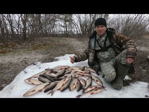 Видео: ЯЗЬ ПОШЁЛ, А ПОПЛАВОЧКА ТУТ КАК ТУТ)! НА РЫБАЛКЕ ВЕСНОЙ РАБОТАЕТ ПОПЛАВОК НА ЯЗЯ! ЛЕТНЯЯ РЫБАЛКА 21!