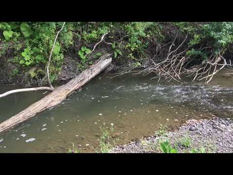 Видео: Сибирская тайга