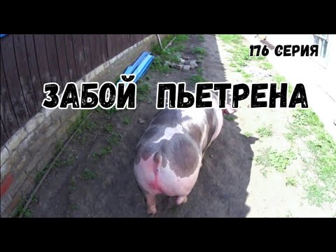 Видео: Забой пьетрена / Cколько весит туша в 6 месяцев мясом / Побег пьетрена