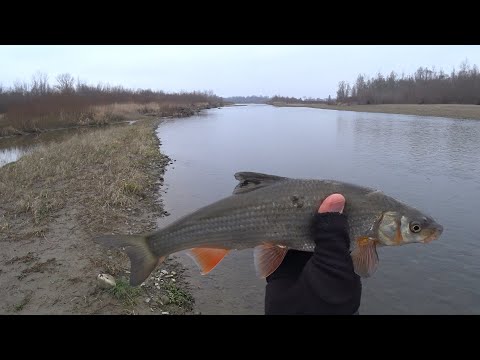 Видео: Як впіймати рибу без мотиля?