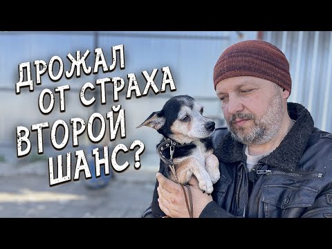 Видео: Спасение животных / Второй шанс на пристрой для отказника из приюта