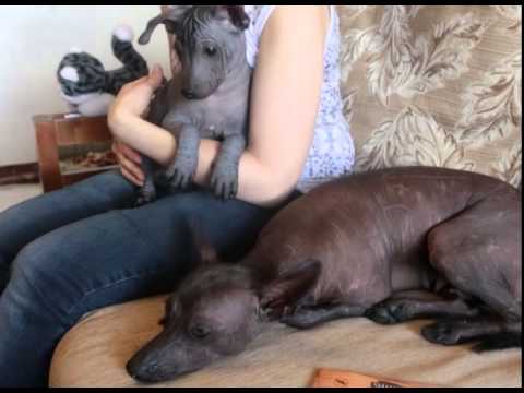 Видео: Щенки Ксоло