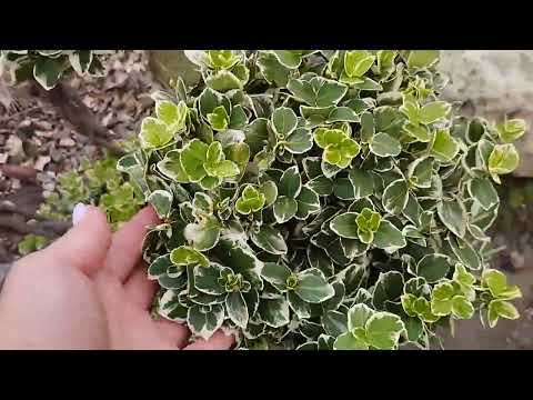 Видео: 🌿Бересклет в саду: сорта, уход и формировка