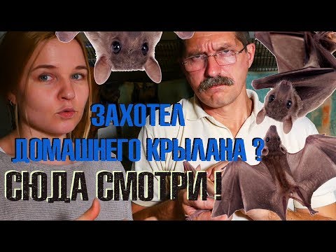 Видео: Домашняя летучая собака: содержание и уход.