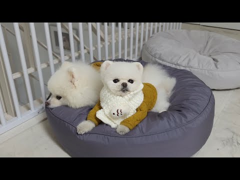 Видео: Моя собака знает мое слабое место