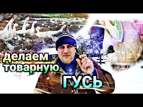 Видео: Не Кипятком а Утюгом или как СДЕЛАТЬ ТОВАРНУЮ ГУСЬ
