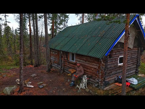 Видео: Пришёл в избу, нашли лося, нарезал мяса, у собак Праздник...