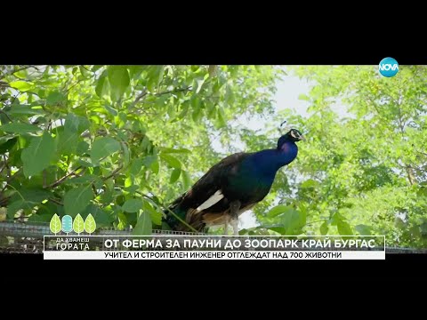 Видео: Да хванеш гората (20.07.2025) - От ферма за пауни до зоопарк край Бургас #novatv #дахванешгората
