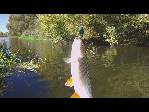 Видео: В конце сентября ловля голавля