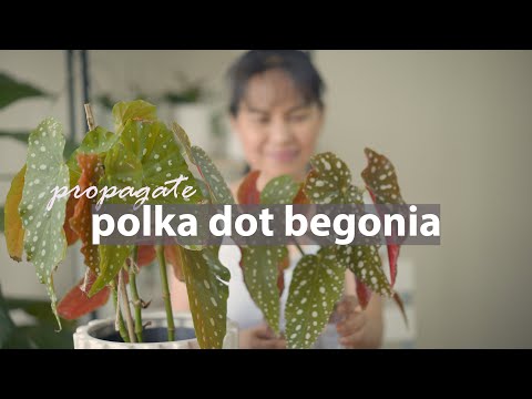 Видео: Как размножить бегонию горошек черенками | Begonia Maculata