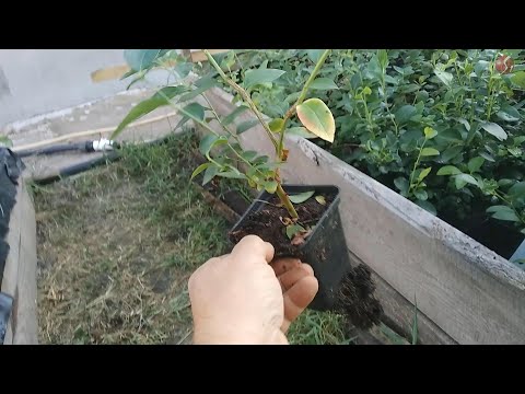 Видео: Результат черенкования голубики одревесневшими черенками. Что делать дальше?