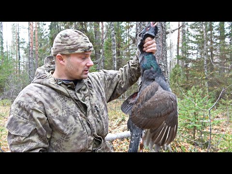 Видео: Охота на глухаря с мелкашкой осенью. Добытый трофей заставил побегать.